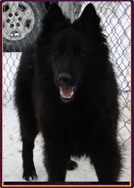 �toile Noire Pagaille Mapbella