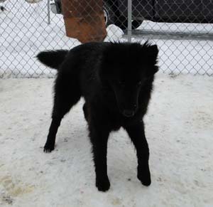 �toile Noire Pagaille Mapbella