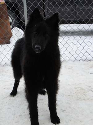 �toile Noire Pagaille Mapbella