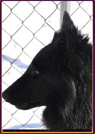 Mapbella's Mystic Delapagaille