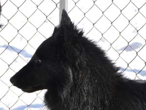 Mapbella's Mystic Delapagaille