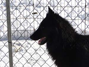 Mapbella's mystic Delapagaille