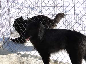 Mapbella's Mystic Delapagaille