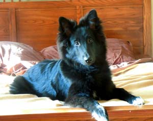 Ch. Cdn/Am Multi Group Placements Mayson Mapbella Delapagaille