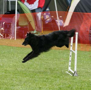 Tiramisu Pagaille Mapbella 