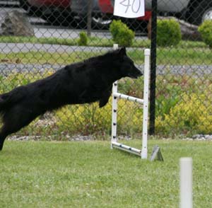 Tiramisu Pagaille Mapbella 