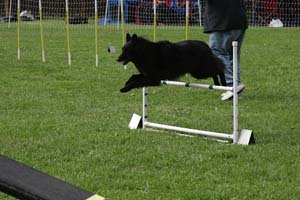 Tiramisu Pagaille Mapbella 