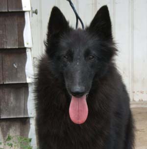 Mapbella Delapagaille Violet