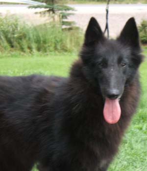 Mapbella Delapagaille Violet