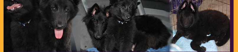 levage Mapbella Kennels